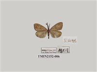 藏品(灰斑蛾)的圖片